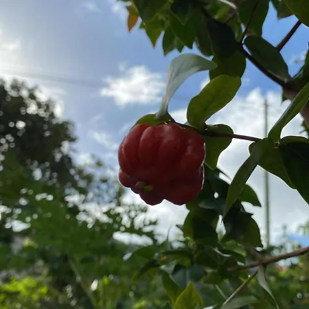 Urban Farm