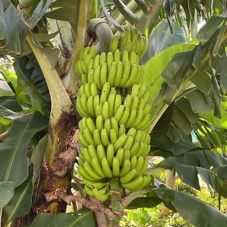 Urban Farm * Machico (Madeira)